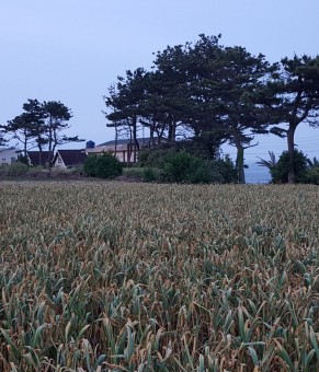 2015.05.14-17 바당뜰